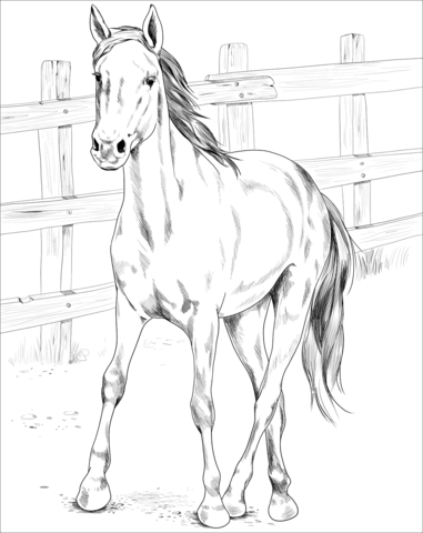 Kiger Mustang Coloring Page